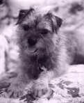 Angus