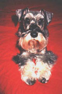 Augie
