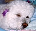 Basia