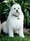 Baxter