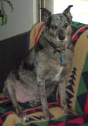 Beta The Flying Dog