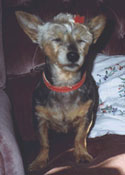 Bonzo