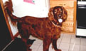 Boru