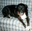Bosco