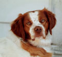 Chester
