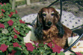 Clea