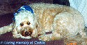 Corkie