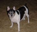 Dasher