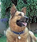 Heidi