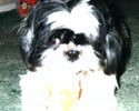 Holly