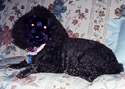 Kacey