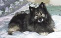 Keesha