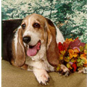 Lacey