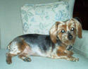 Lulu