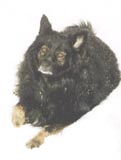 Mollie Bear