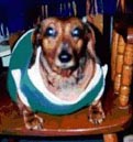 Penny