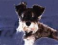 Pepper
