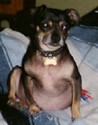 Pepper