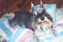 Phoebee