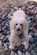 Pip