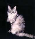 Rascal