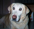 Rosie