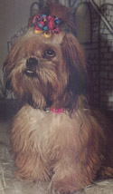Scamper