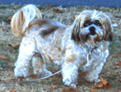 Schuster