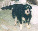Sheba
