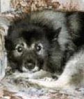 Shep