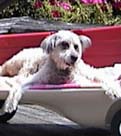 Skipper