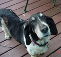 Sparky