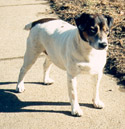 Spike
