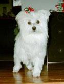 Stasha