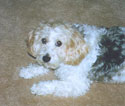 Little Man Tate