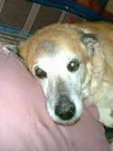 Teddy