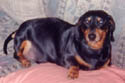 Ziggy